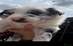 Border Collie dogs for sale: Fluffy long coat Blue merle border collie puppies - Image 1