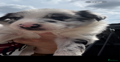 Border Collie dogs - Advert 1