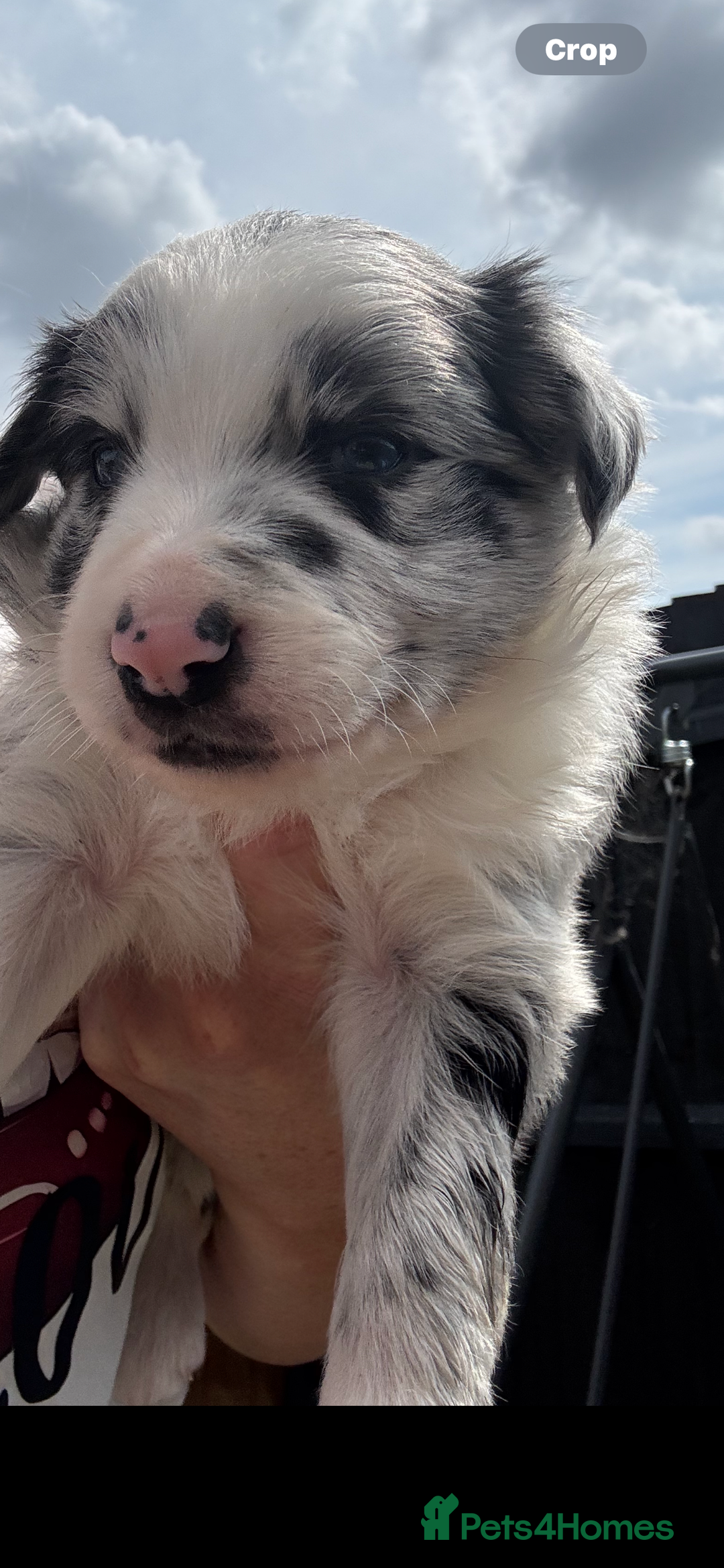 Border Collie dogs for sale: Fluffy long coat Blue merle border collie puppies - Image 1