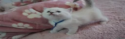 Ragdoll cats for sale: Pawtrait Perfect Ragdoll kittens in Hemel Hempstead - Advert 21