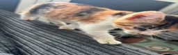 Mixed Breed cats for sale: 🐱 Six Kittens Looking for Loving Homes! 🐾 - Advert 6