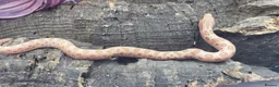 Snake reptiles for sale: Western hognose babies mixed sexes & morphs £160ea - Advert 8