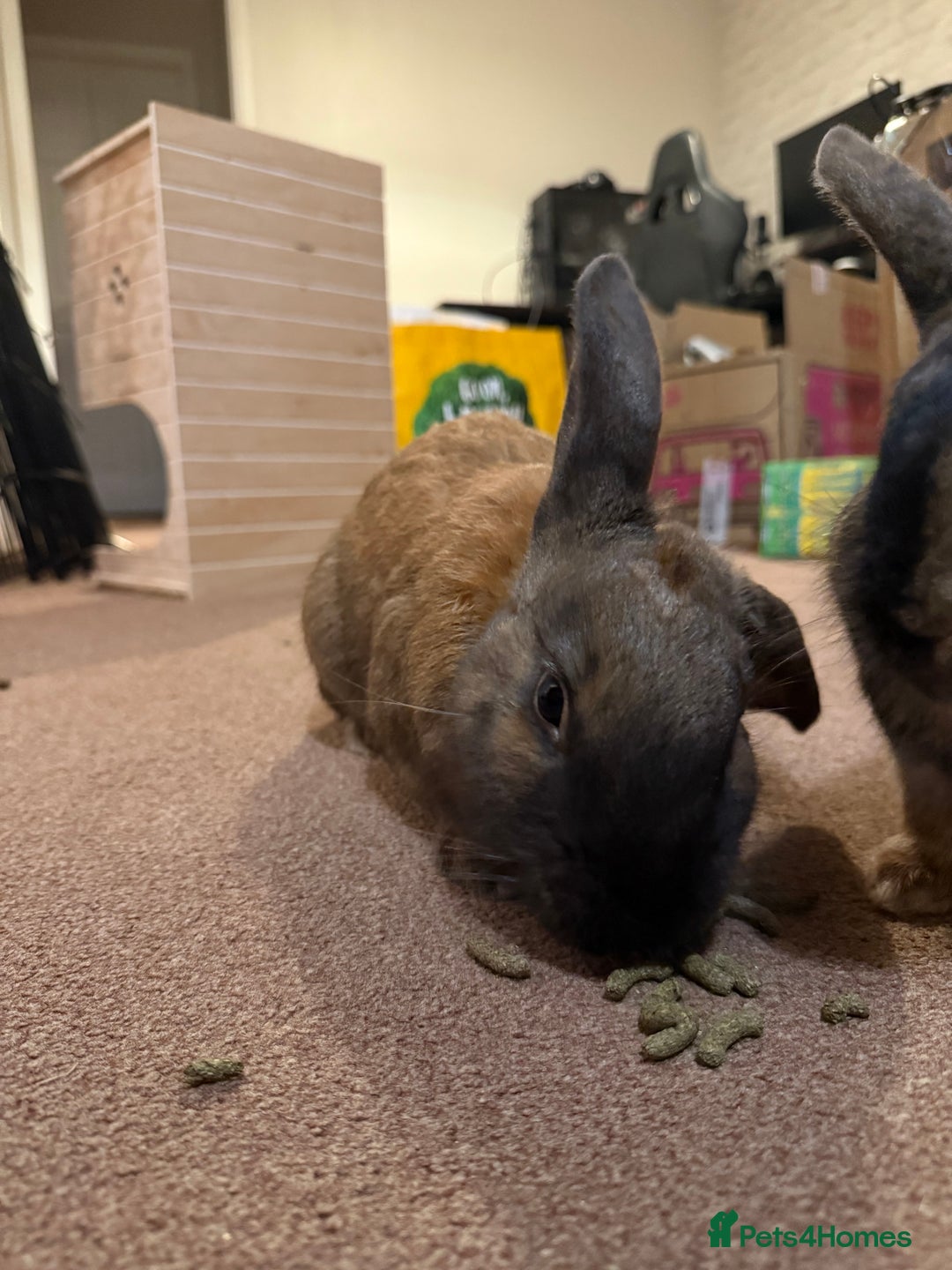 Mixed Breed rabbits for sale: 2 beautiful rabbits  - Advert 2