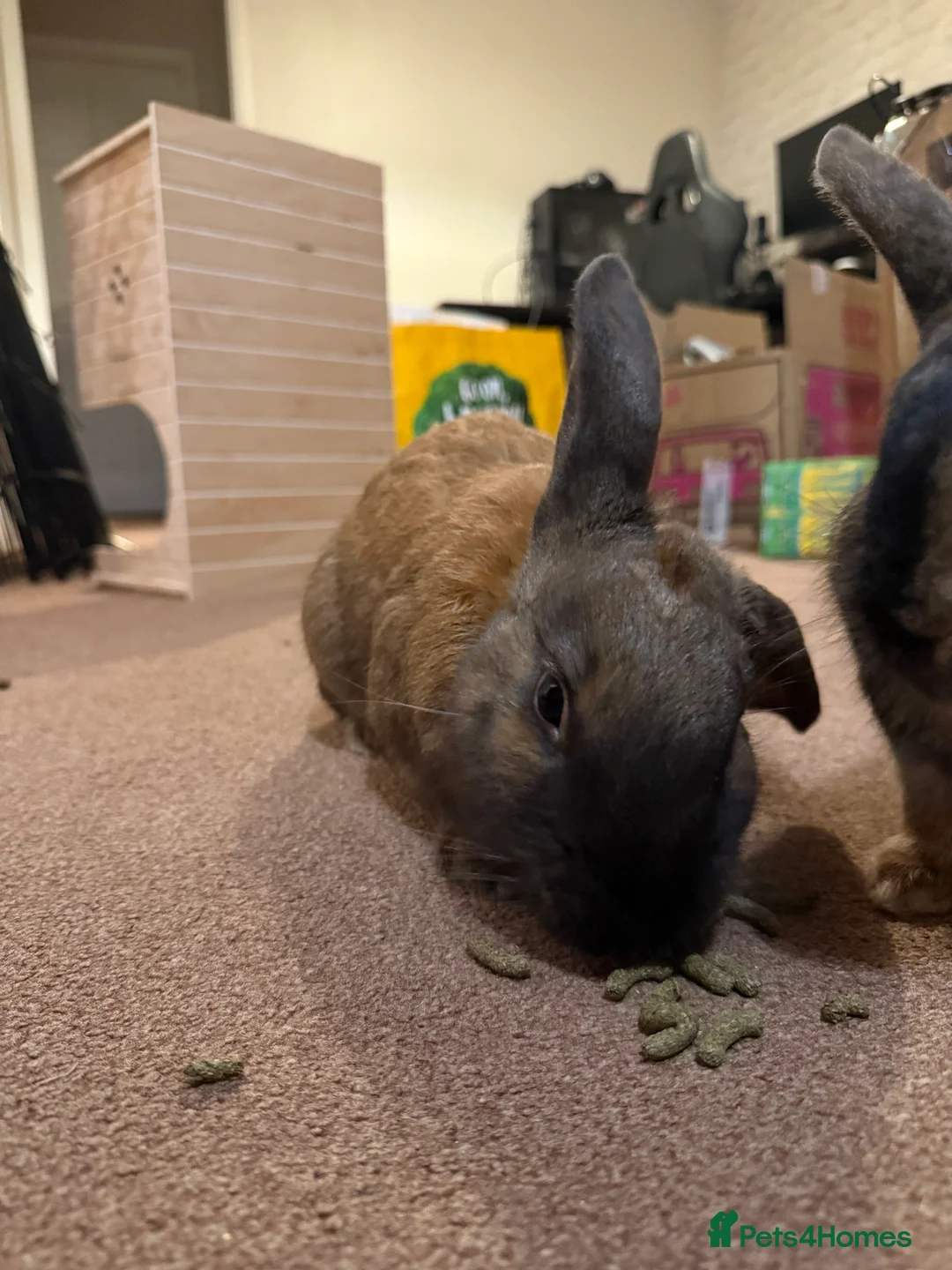 Mixed Breed rabbits for sale: 2 beautiful rabbits  - Advert 2