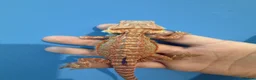 Bearded Dragon reptiles for sale: 💥💥💥Baby Dragons! WEEKEND SPECIAL £150 💥💥💥 - Advert 13