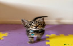 Domestic Shorthair cats for sale: 5 Kittens Looking For A Good Home - Image 17