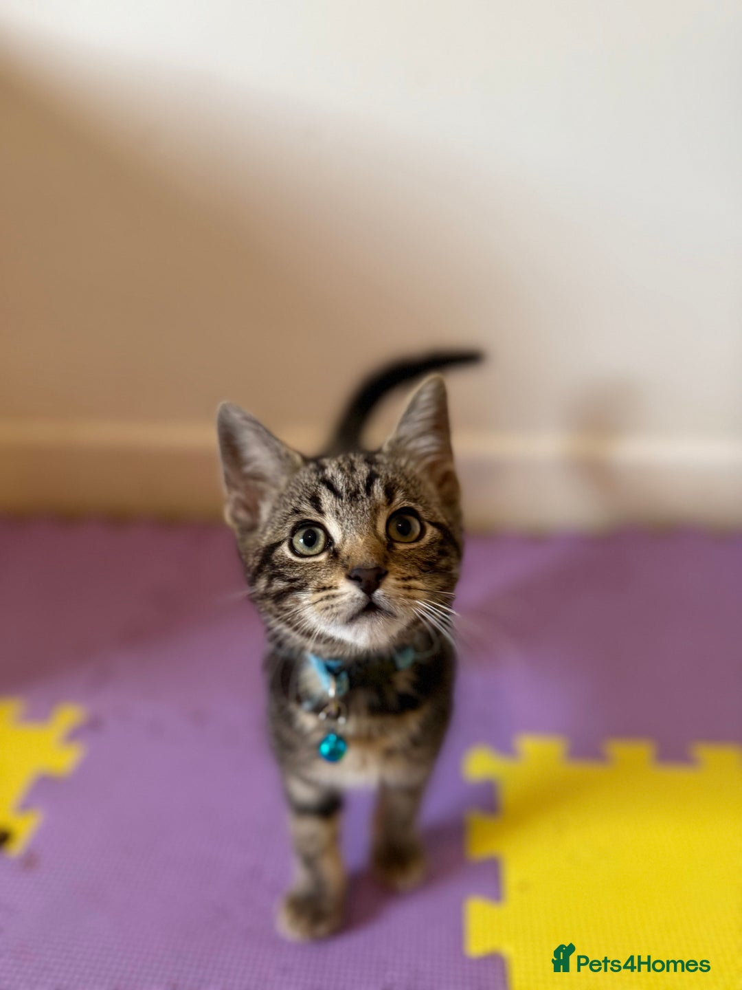 Domestic Shorthair cats for sale: 5 Kittens Looking For A Good Home - Image 17