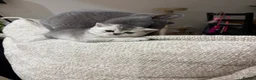 British Shorthair cats for sale: 4 british shorthair kittens in Ruislip - Advert 13
