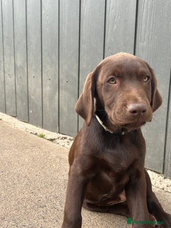 Labrador Retriever dogs - Advert 2