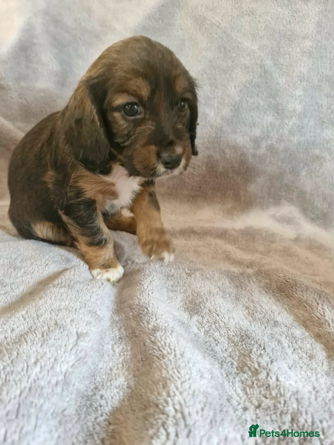 Cocker Spaniel dogs for sale: Cocker spaniel  in Helston - Advert 2