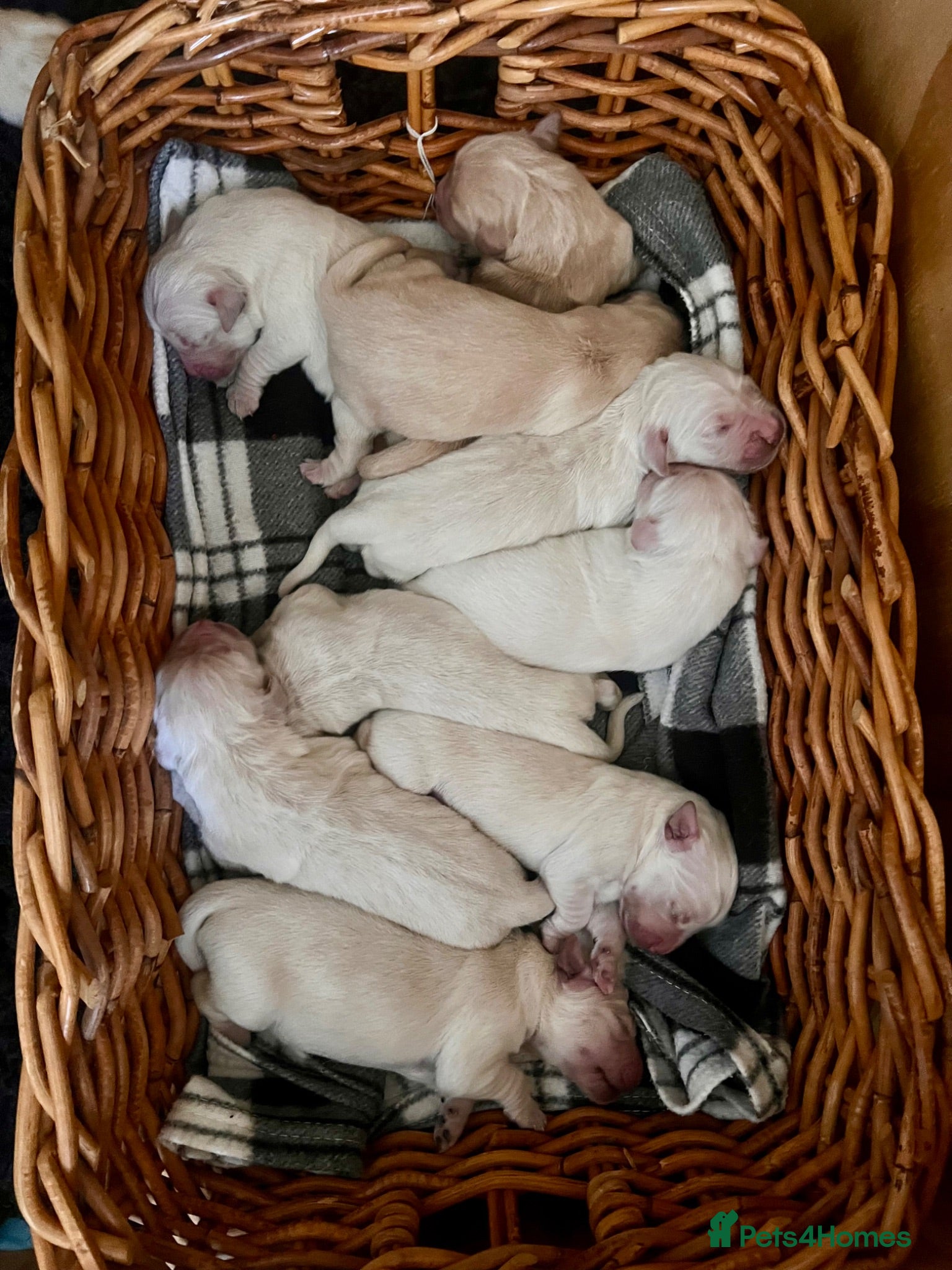 Golden Retriever dogs Exceptional Golden retriever litter - Advert 3