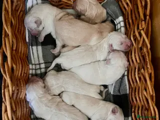Golden Retriever dogs Exceptional Golden retriever litter - Advert 3