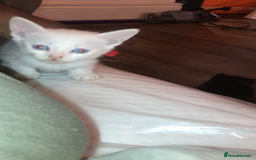 Mixed Breed cats for sale: Playful kittens looking for a new home - Advert 7