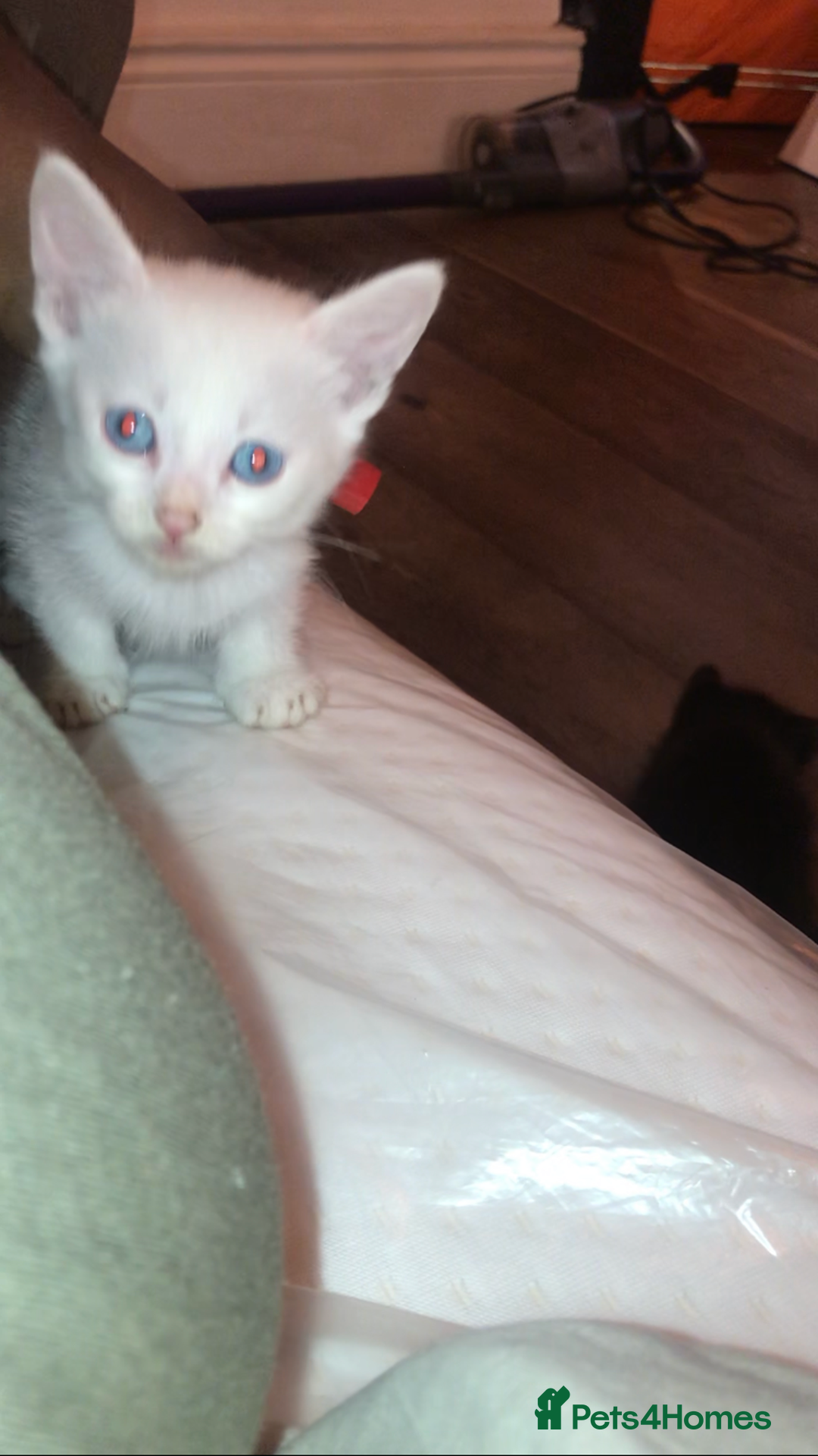 Mixed Breed cats for sale: Playful kittens looking for a new home - Advert 7