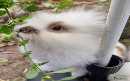 Mixed Breed rabbits for sale: Very pretty soft fluffy bunnies - Image 2