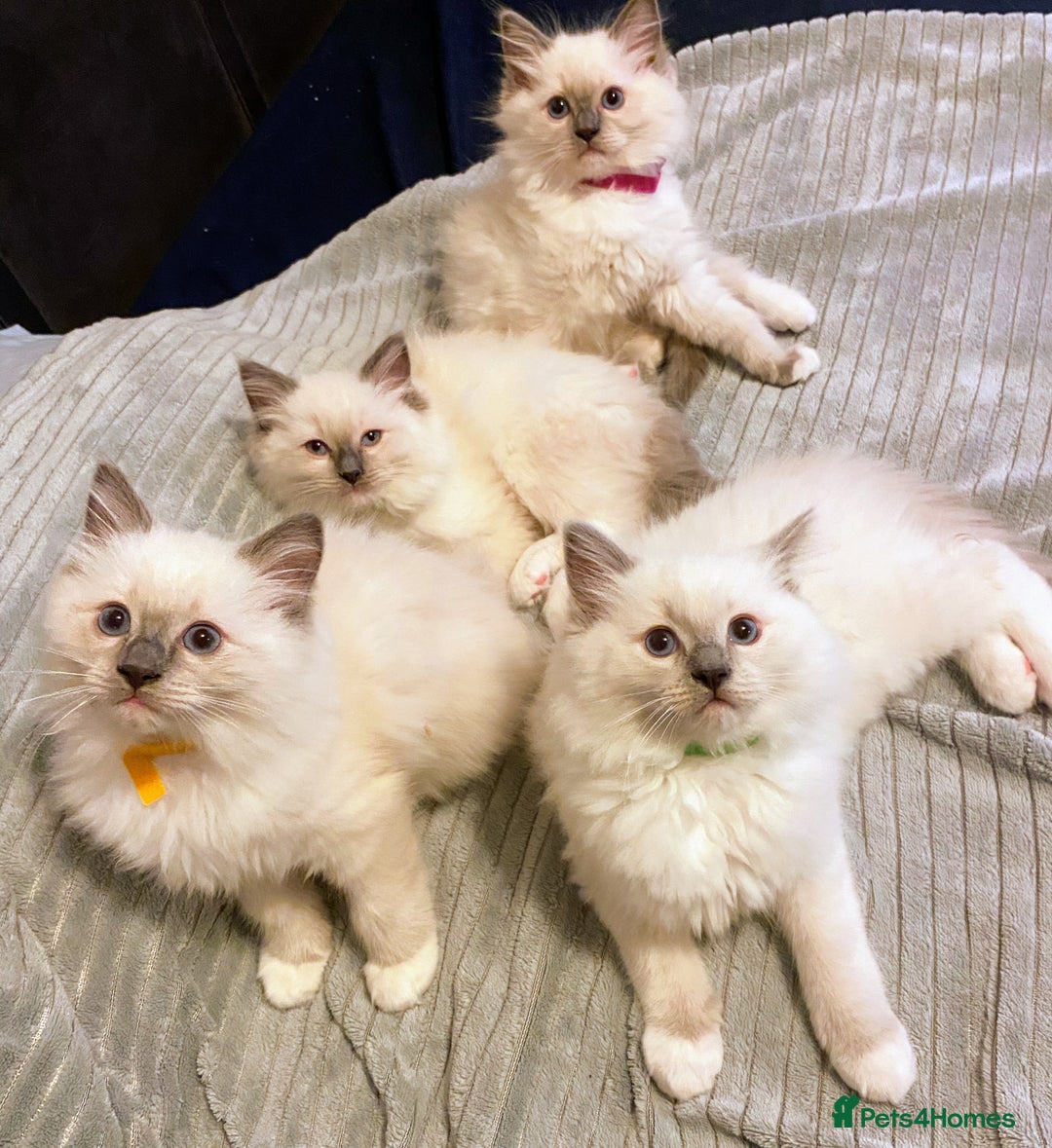Ragdoll cats for sale: Pedigree ragdolls kittens TICA registered - Advert 1