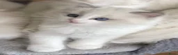 Ragdoll cats for sale: Pedigree boys and girls  - Advert 3