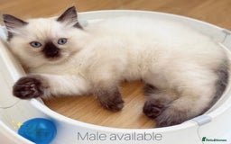 Ragdoll cats for sale: Fluffy  Ragdolls Kittens Ready to Go ✨ - Image 4