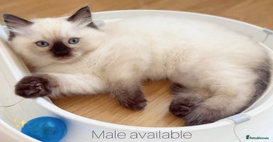 Ragdoll cats - Advert 16