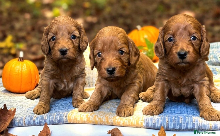 Cockapoo dogs - Advert 4