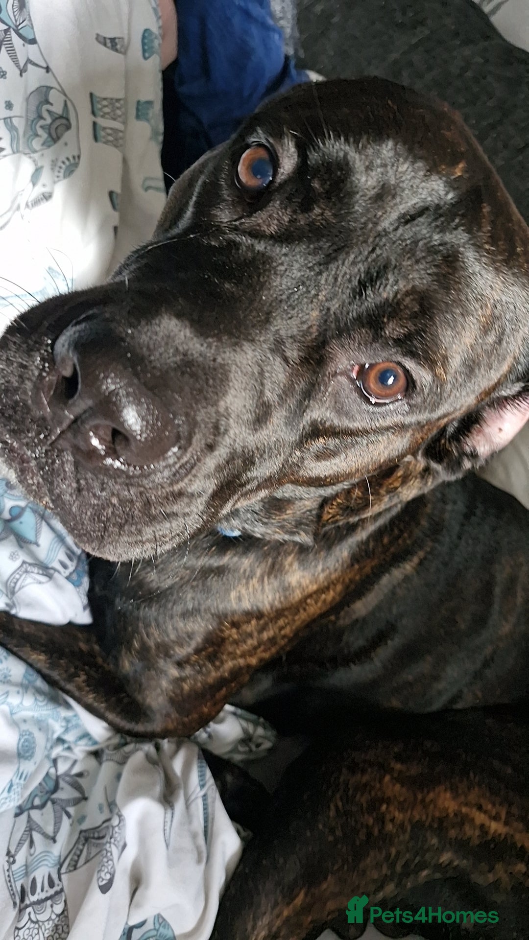 Mixed Breed dogs for sale: Meet Chase  - Image 3