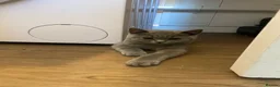 British Shorthair cats for sale: Pedigree British shorthair kittens  - Advert 2
