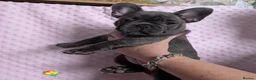 French Bulldog dogs for sale: French Bulldog puppies  - Advert 12