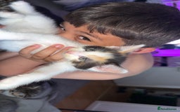 Mixed Breed cats for sale: Stunning kittens available now  - Image 20