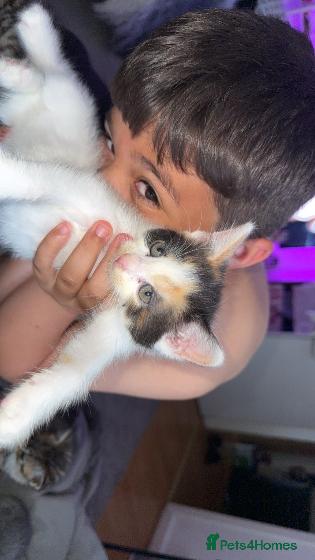 Mixed Breed cats for sale: Stunning kittens available now  - Image 20