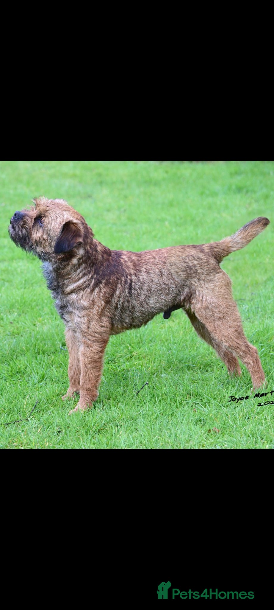 Border Terrier dogs Kc border stud - Advert 3