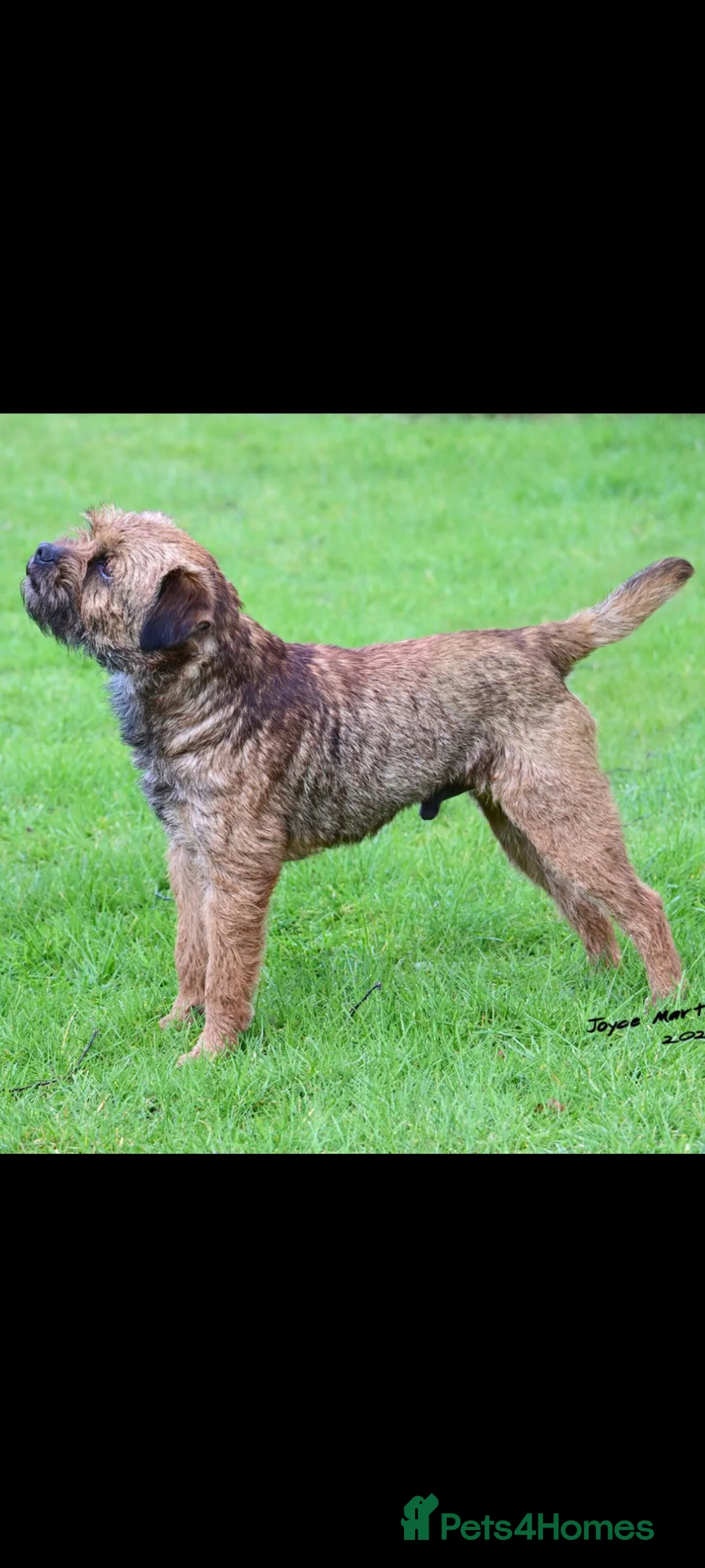 Border Terrier dogs for stud: Kc border stud - Advert 1