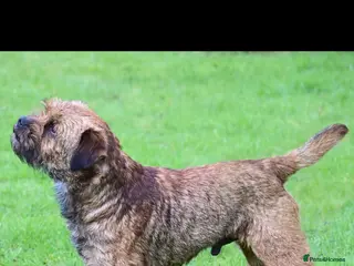 Border Terrier dogs Kc border stud - Advert 3