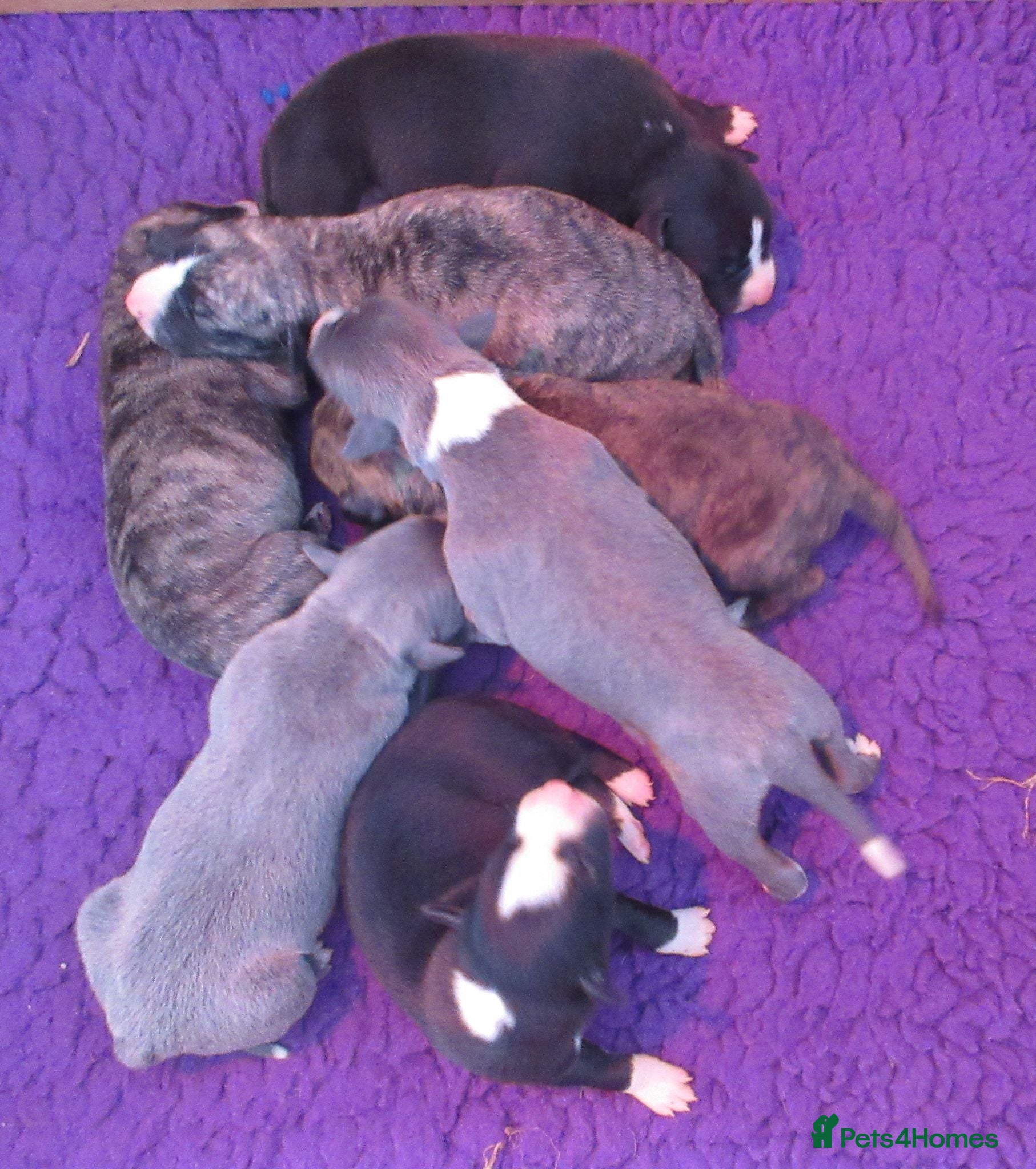 Whippet dogs Celticmoon KC Whippet Puppies - Advert 1