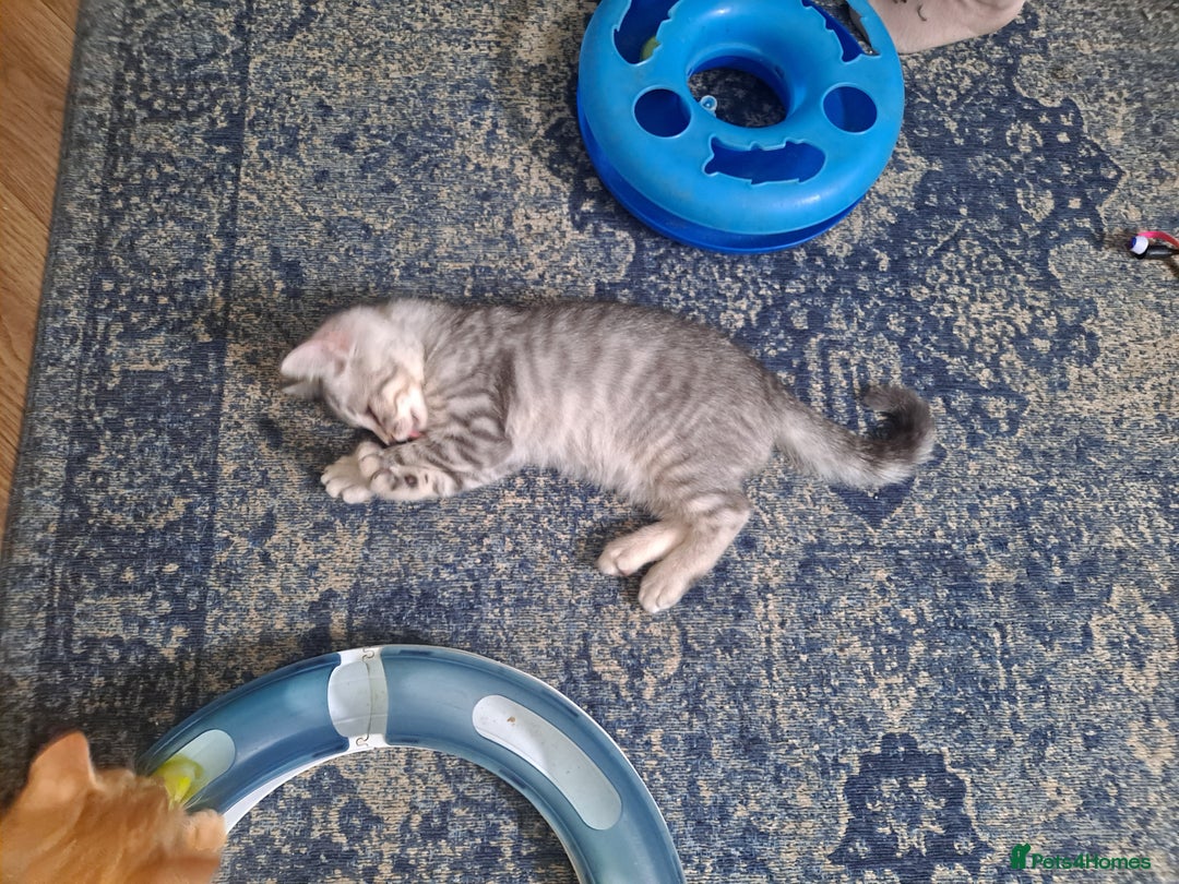 Bengal cats for sale: Bengal x ragdoll kittens - Image 13