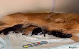 Pomeranian dogs for sale: Amazing Show Quality Pomeranian Puppies!!! in London - Image 2