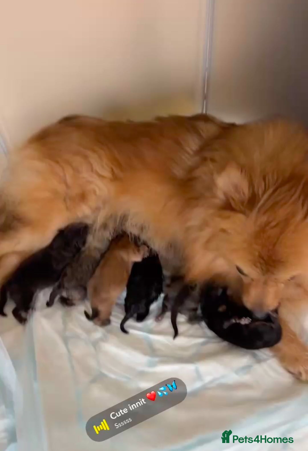 Pomeranian dogs for sale: Amazing Show Quality Pomeranian Puppies!!! in London - Image 2