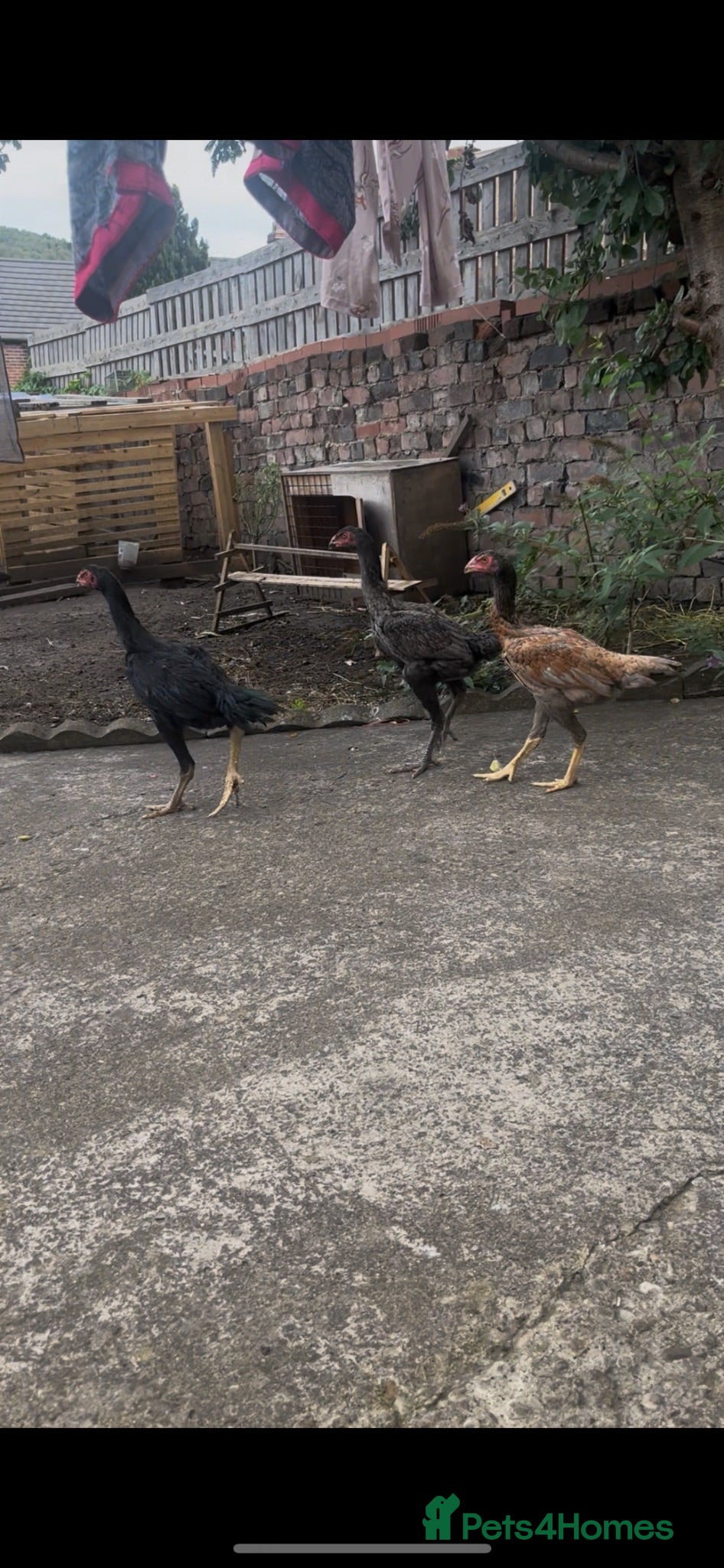 Chickens poultry Shamo trio - Advert 11