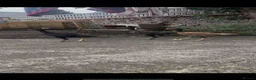 Chickens poultry for sale: Shamo trio - Advert 1