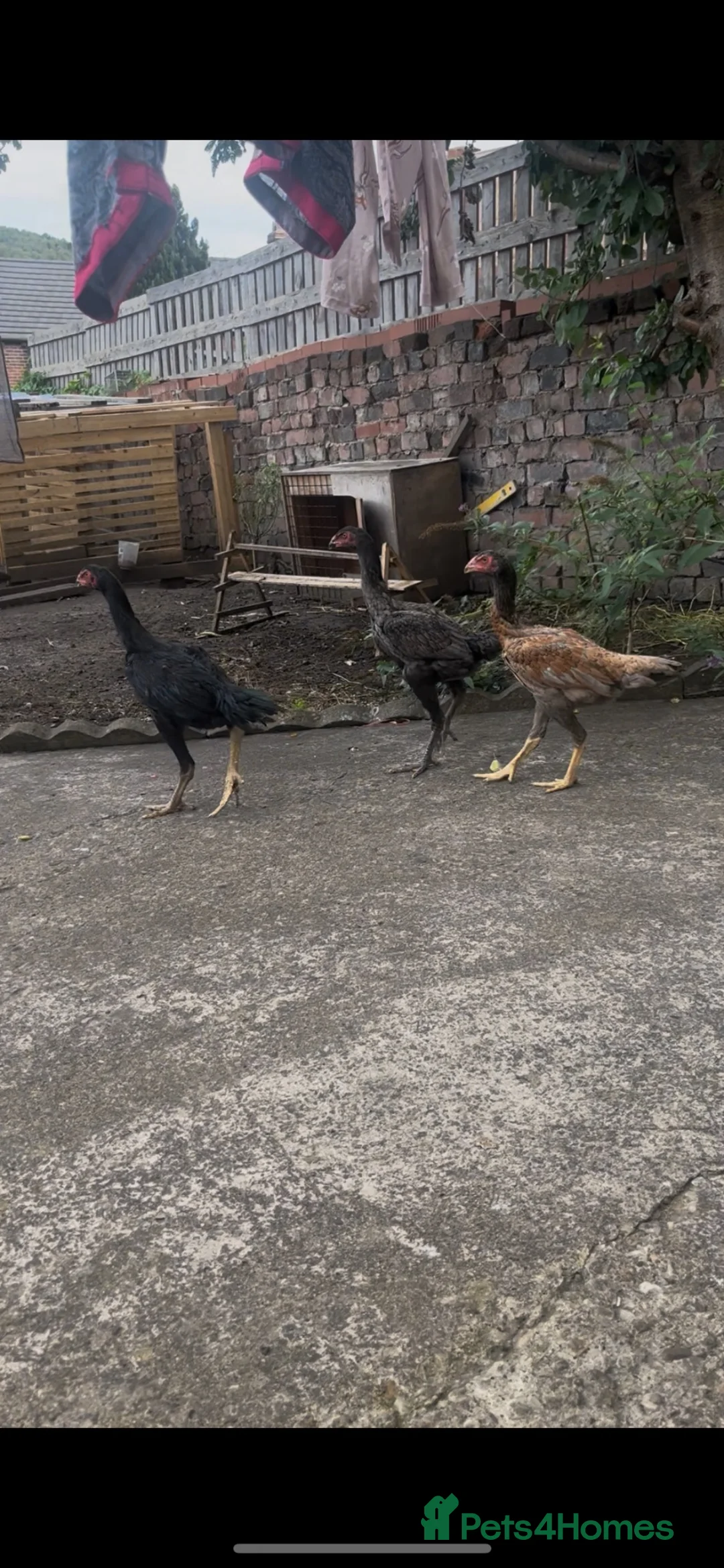 Chickens poultry for sale: Shamo trio - Advert 1