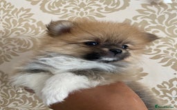Pomeranian dogs for sale: Beautiful Russian bloodline Pomeranian puppies - Image 9