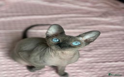 Sphynx cats for sale: Blue eyes tiny girl 4 years old  - Image 5