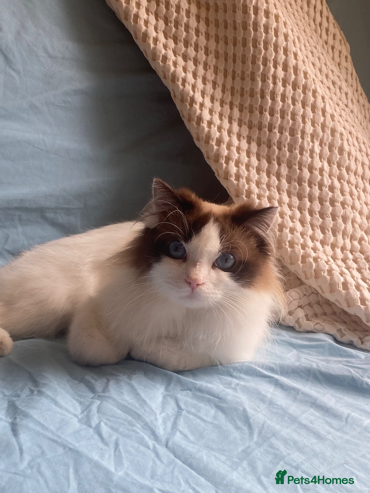 Ragdoll cats Bicolour ragdoll Bebe - Advert 2