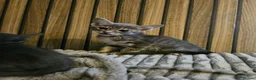 Siamese cats for sale: Siamese cross brittish short hair - Advert 3