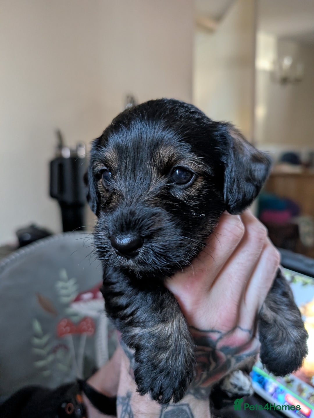 Mixed Breed dogs for sale: Dachshund X Jack Russel hybrid puppies  - Advert 3