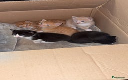 Mixed Breed cats for sale: Beautiful mixed colour kittens  - Image 2