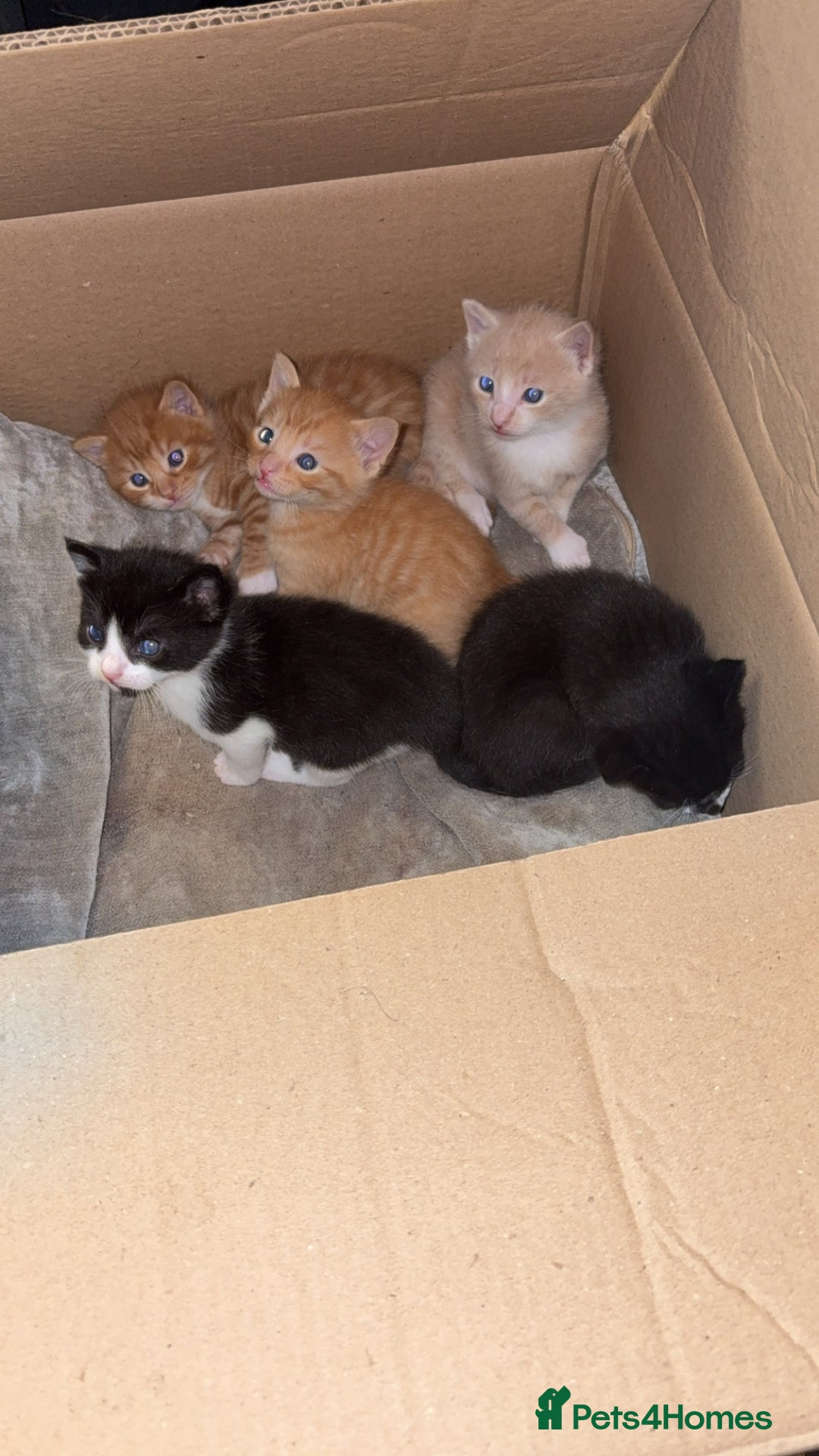 Mixed Breed cats for sale: Beautiful mixed colour kittens  - Image 2
