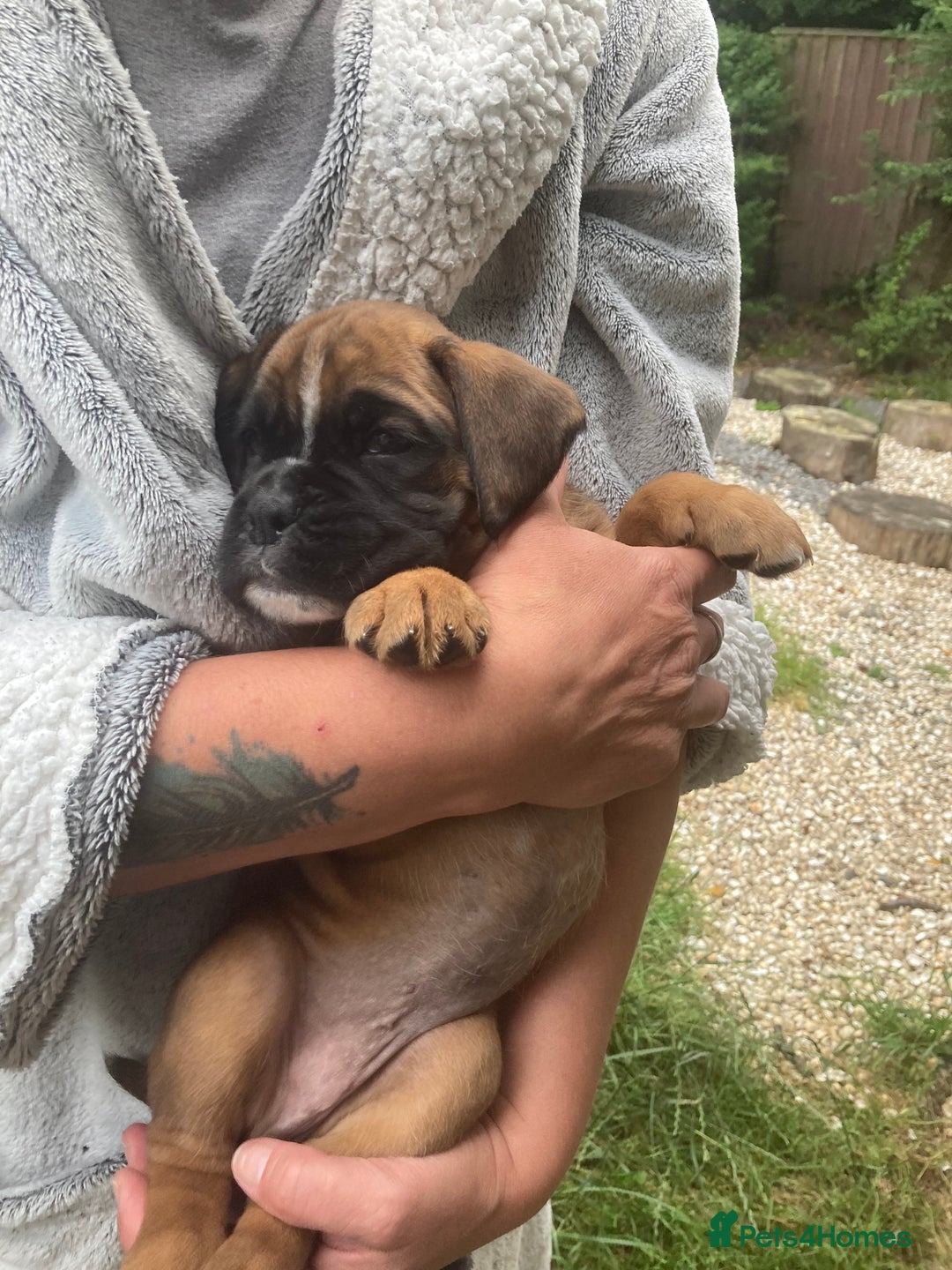 Boxer dogs for sale: Boxer baby girl 💖 - Image 4