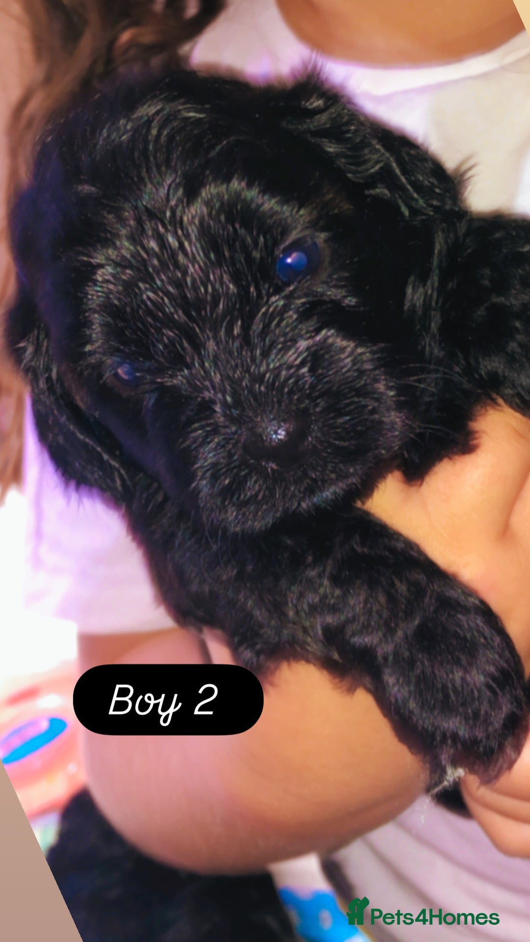 Shihpoo dogs for sale: Beautiful Shihpoos 🐶🐾 - Image 17