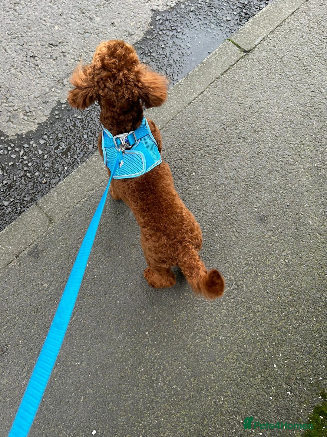 Toy Poodle dogs for stud: Dark red Toy Poodle for stud  in Kelso - Advert 4