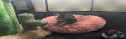 Mixed Breed cats for sale: Three kittens looking for loving homes  - Advert 18